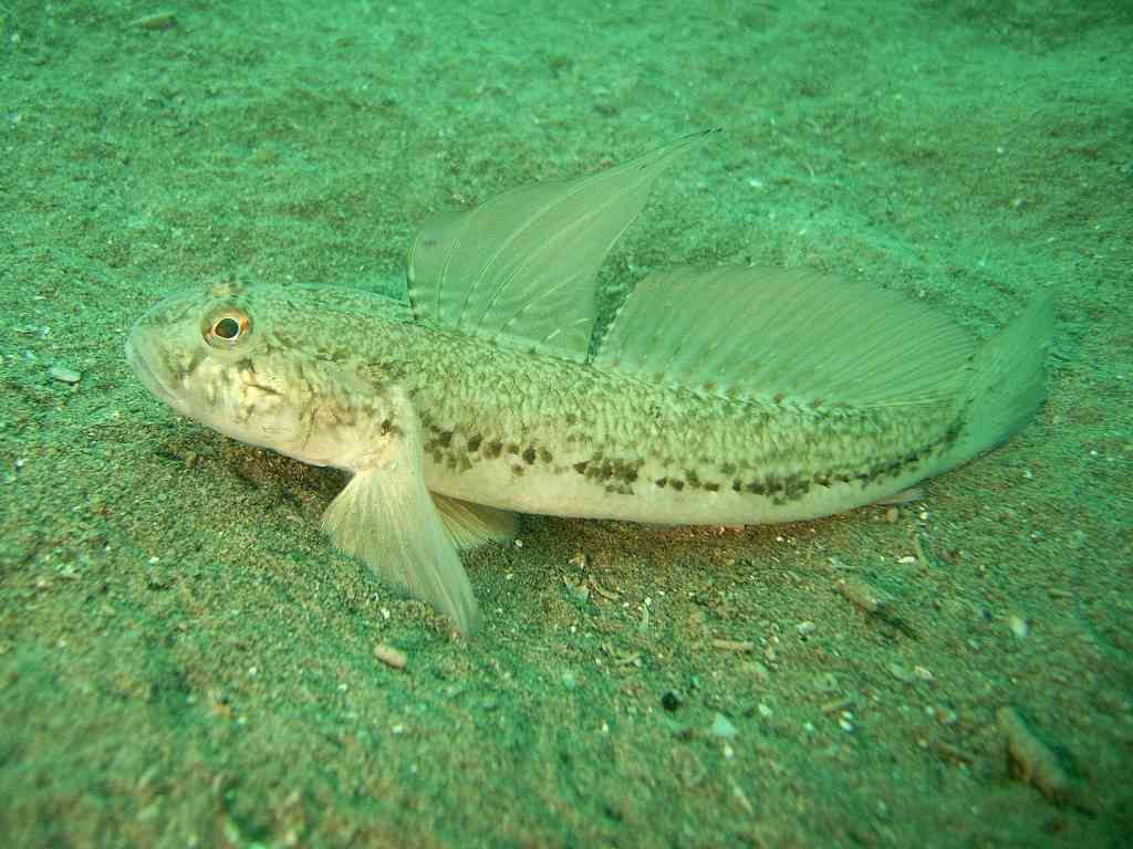 Gobius niger dal Golfo di Venezia